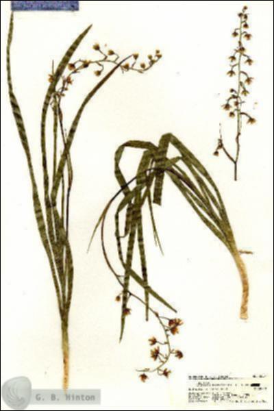 URN_catalog_HBHinton_herbarium_20501.jpg.jpg