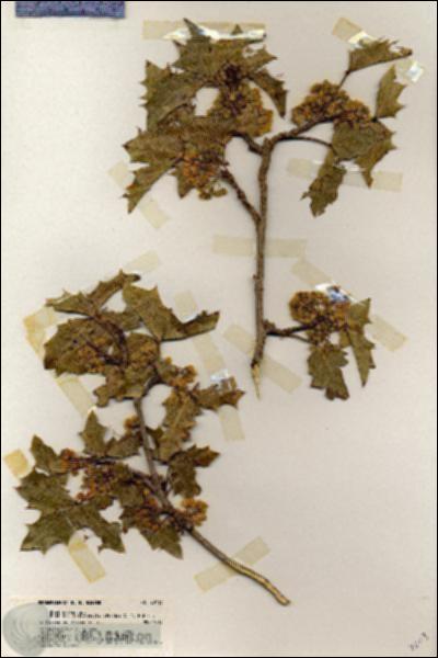 URN_catalog_HBHinton_herbarium_20113.jpg.jpg