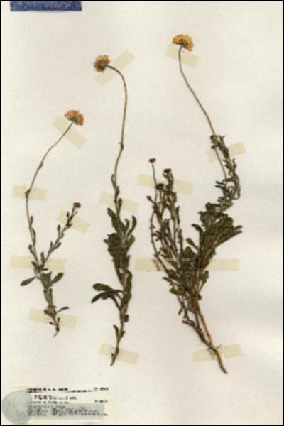 URN_catalog_HBHinton_herbarium_20128.jpg.jpg