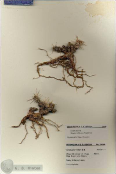 URN_catalog_HBHinton_herbarium_28298.jpg.jpg