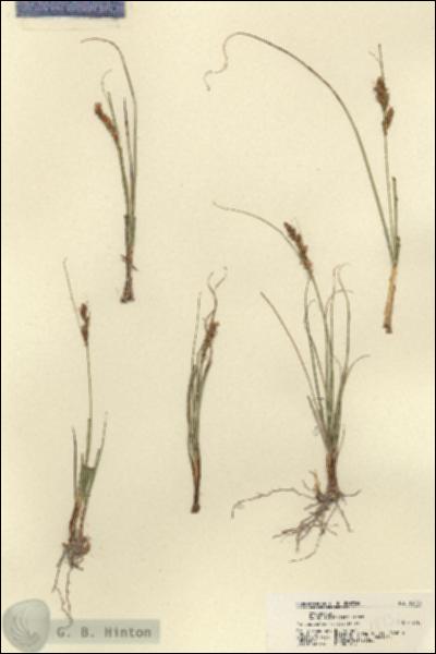 URN_catalog_HBHinton_herbarium_18136.jpg.jpg