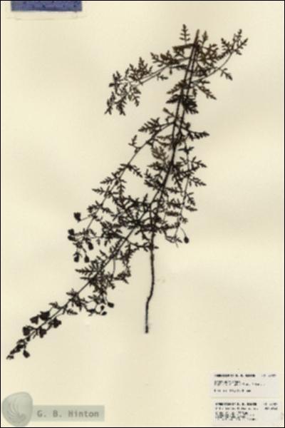 URN_catalog_HBHinton_herbarium_23489.jpg.jpg