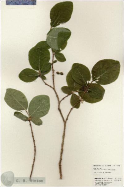 URN_catalog_HBHinton_herbarium_25276.jpg.jpg