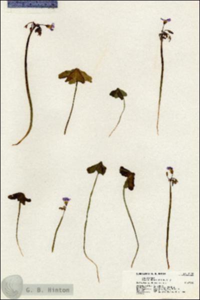 URN_catalog_HBHinton_herbarium_21132.jpg.jpg