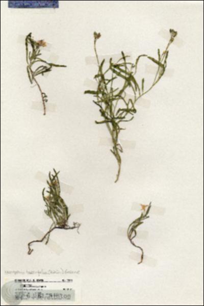 URN_catalog_HBHinton_herbarium_19680.jpg.jpg