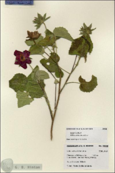 URN_catalog_HBHinton_herbarium_28538.jpg.jpg