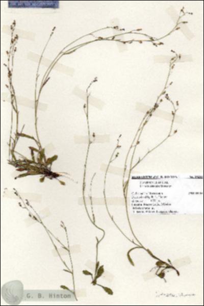 URN_catalog_HBHinton_herbarium_19233.jpg.jpg