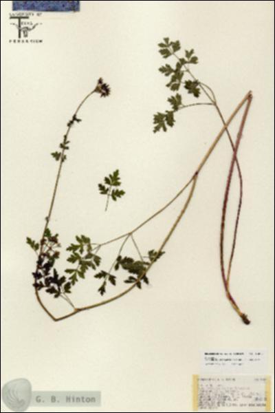 URN_catalog_HBHinton_herbarium_18887.jpg.jpg