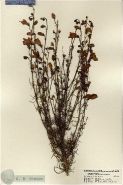 URN_catalog_HBHinton_herbarium_22358.jpg.jpg