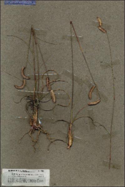URN_catalog_HBHinton_herbarium_19861.jpg.jpg