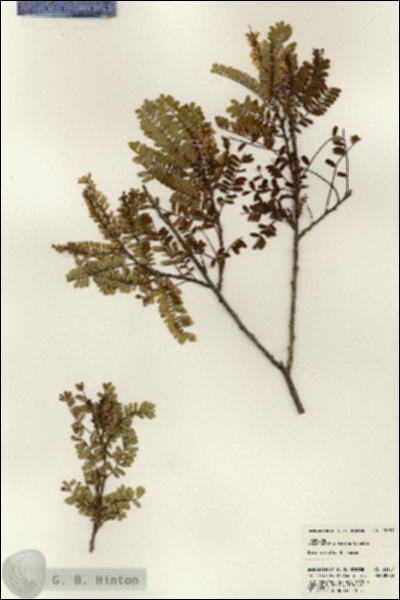 URN_catalog_HBHinton_herbarium_23137.jpg.jpg