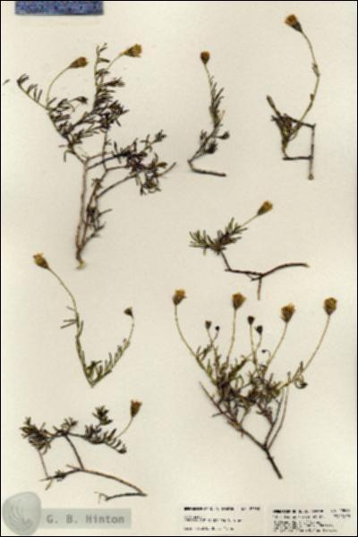 URN_catalog_HBHinton_herbarium_23585.jpg.jpg