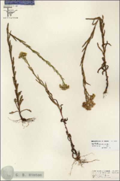 URN_catalog_HBHinton_herbarium_26749.jpg.jpg