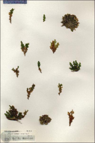 URN_catalog_HBHinton_herbarium_19343.jpg.jpg