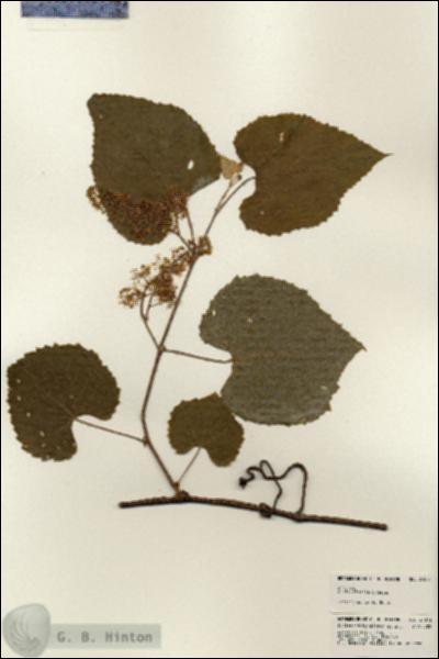 URN_catalog_HBHinton_herbarium_24073.jpg.jpg