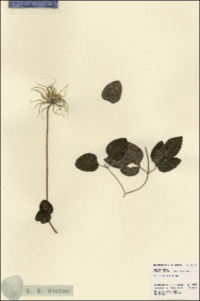 URN_catalog_HBHinton_herbarium_23258.jpg.jpg