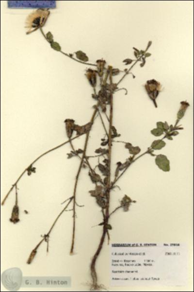 URN_catalog_HBHinton_herbarium_27818.jpg.jpg