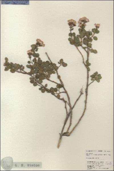 URN_catalog_HBHinton_herbarium_25160.jpg.jpg