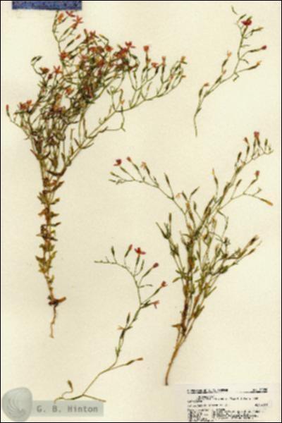 URN_catalog_HBHinton_herbarium_22080.jpg.jpg