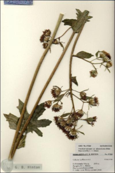URN_catalog_HBHinton_herbarium_27223.jpg.jpg