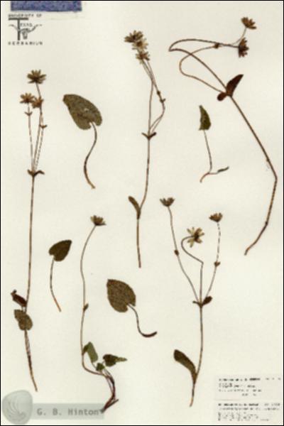 URN_catalog_HBHinton_herbarium_26379.jpg.jpg