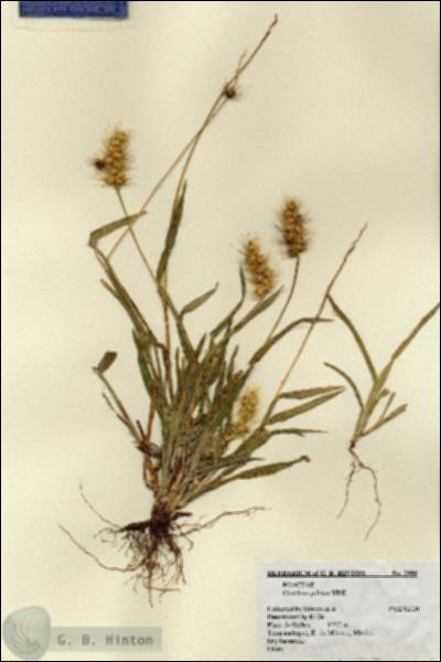 URN_catalog_HBHinton_herbarium_2980.jpg.jpg