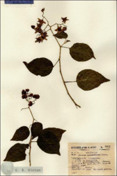 URN_catalog_HBHinton_herbarium_13951.jpg.jpg