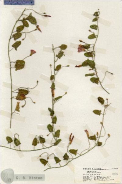 URN_catalog_HBHinton_herbarium_19421.jpg.jpg