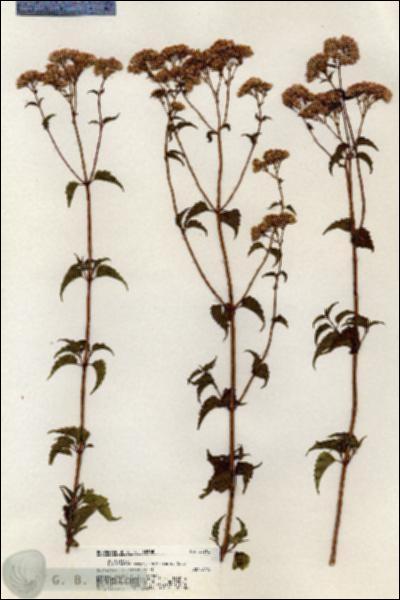 URN_catalog_HBHinton_herbarium_20702.jpg.jpg