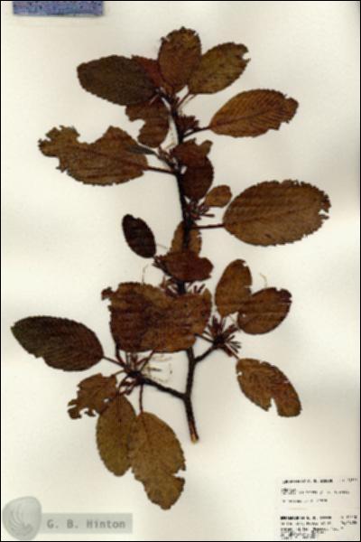 URN_catalog_HBHinton_herbarium_24310.jpg.jpg