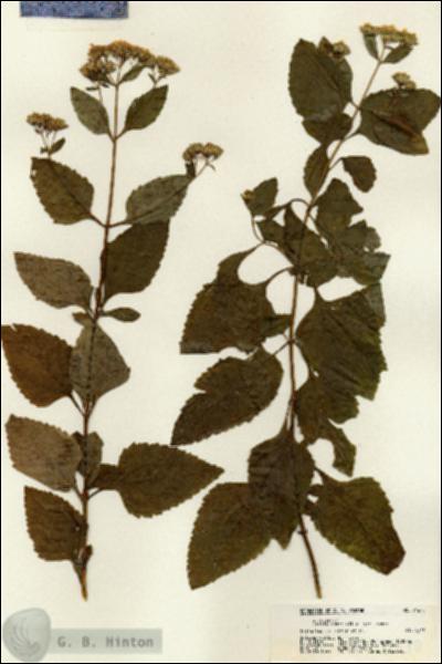 URN_catalog_HBHinton_herbarium_21670.jpg.jpg