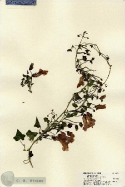 URN_catalog_HBHinton_herbarium_22370.jpg.jpg