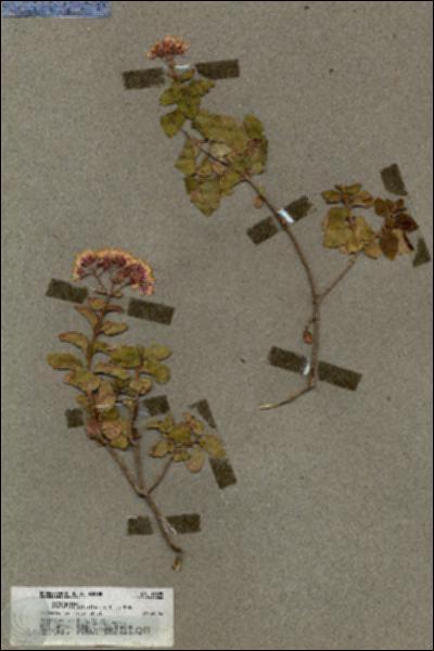 URN_catalog_HBHinton_herbarium_19825.jpg.jpg