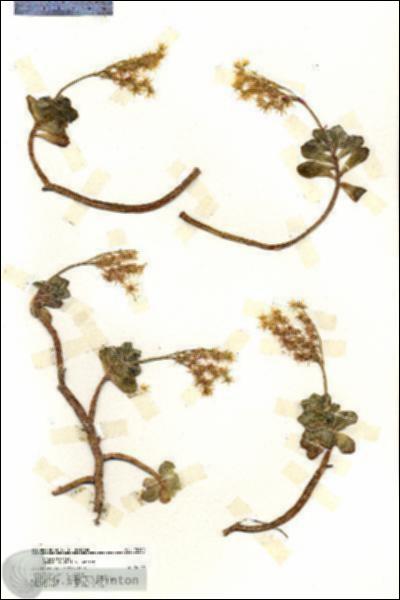 URN_catalog_HBHinton_herbarium_20190.jpg.jpg