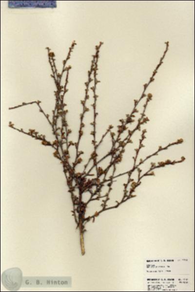 URN_catalog_HBHinton_herbarium_22711.jpg.jpg