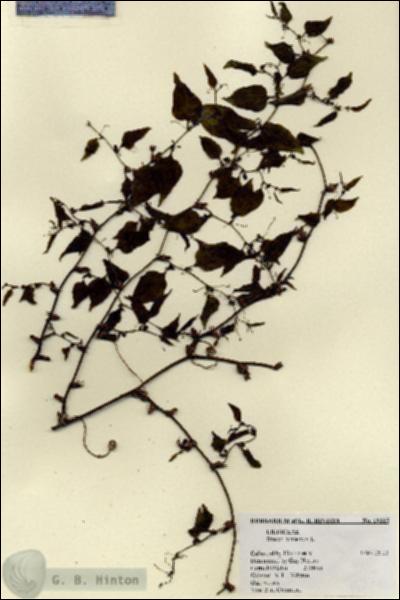 URN_catalog_HBHinton_herbarium_19115.jpg.jpg