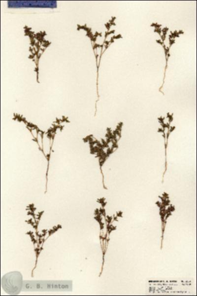URN_catalog_HBHinton_herbarium_23555.jpg.jpg