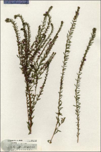 URN_catalog_HBHinton_herbarium_20537.jpg.jpg