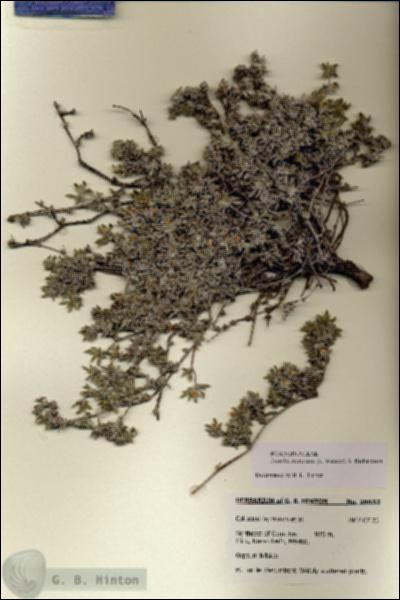 URN_catalog_HBHinton_herbarium_28632.jpg.jpg