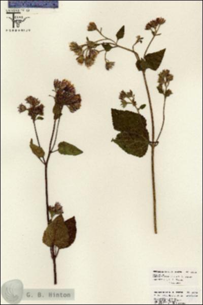URN_catalog_HBHinton_herbarium_26062.jpg.jpg