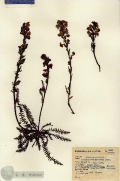 URN_catalog_HBHinton_herbarium_8343.jpg.jpg