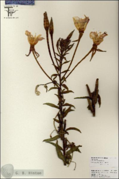 URN_catalog_HBHinton_herbarium_25877.jpg.jpg