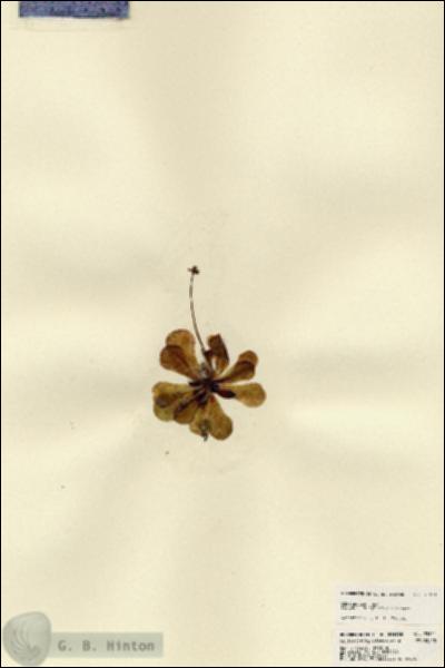 URN_catalog_HBHinton_herbarium_23511.jpg.jpg