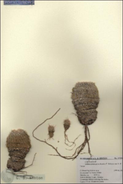 URN_catalog_HBHinton_herbarium_27350.jpg.jpg