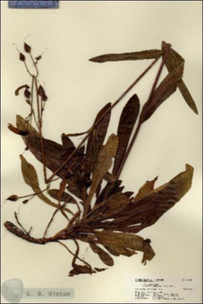 URN_catalog_HBHinton_herbarium_22432.jpg.jpg
