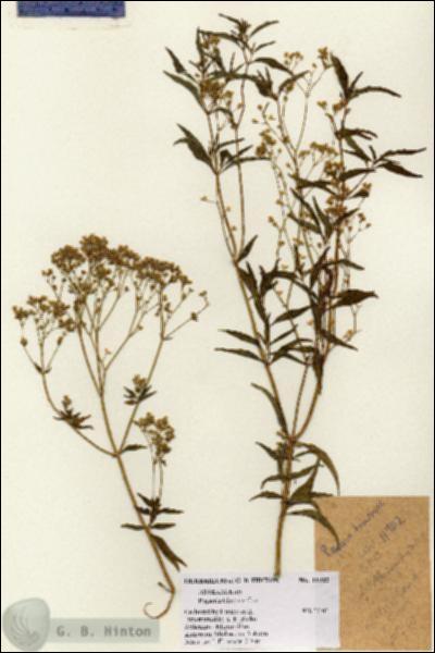 URN_catalog_HBHinton_herbarium_11902.jpg.jpg