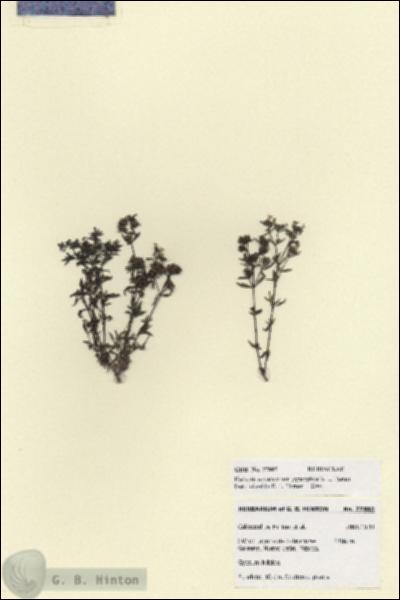 URN_catalog_HBHinton_herbarium_27885.jpg.jpg
