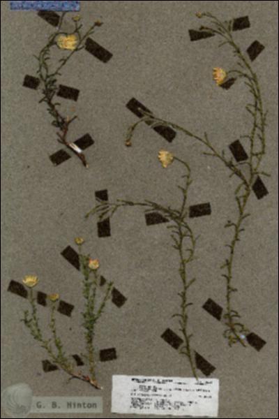 URN_catalog_HBHinton_herbarium_19622.jpg.jpg
