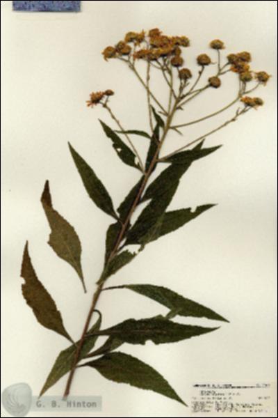 URN_catalog_HBHinton_herbarium_21673.jpg.jpg