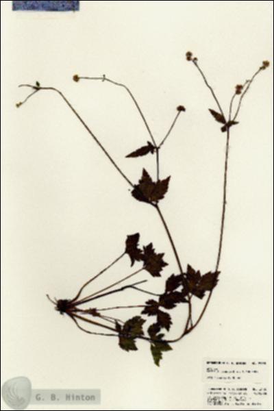 URN_catalog_HBHinton_herbarium_23155.jpg.jpg